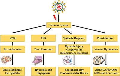 Complications and Pathophysiology of COVID-19 in the Nervous System